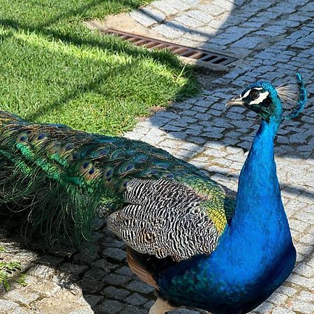 Apartamento Com Boa Luz E Localizacao Em Lisboa. Lejlighed Eksteriør billede